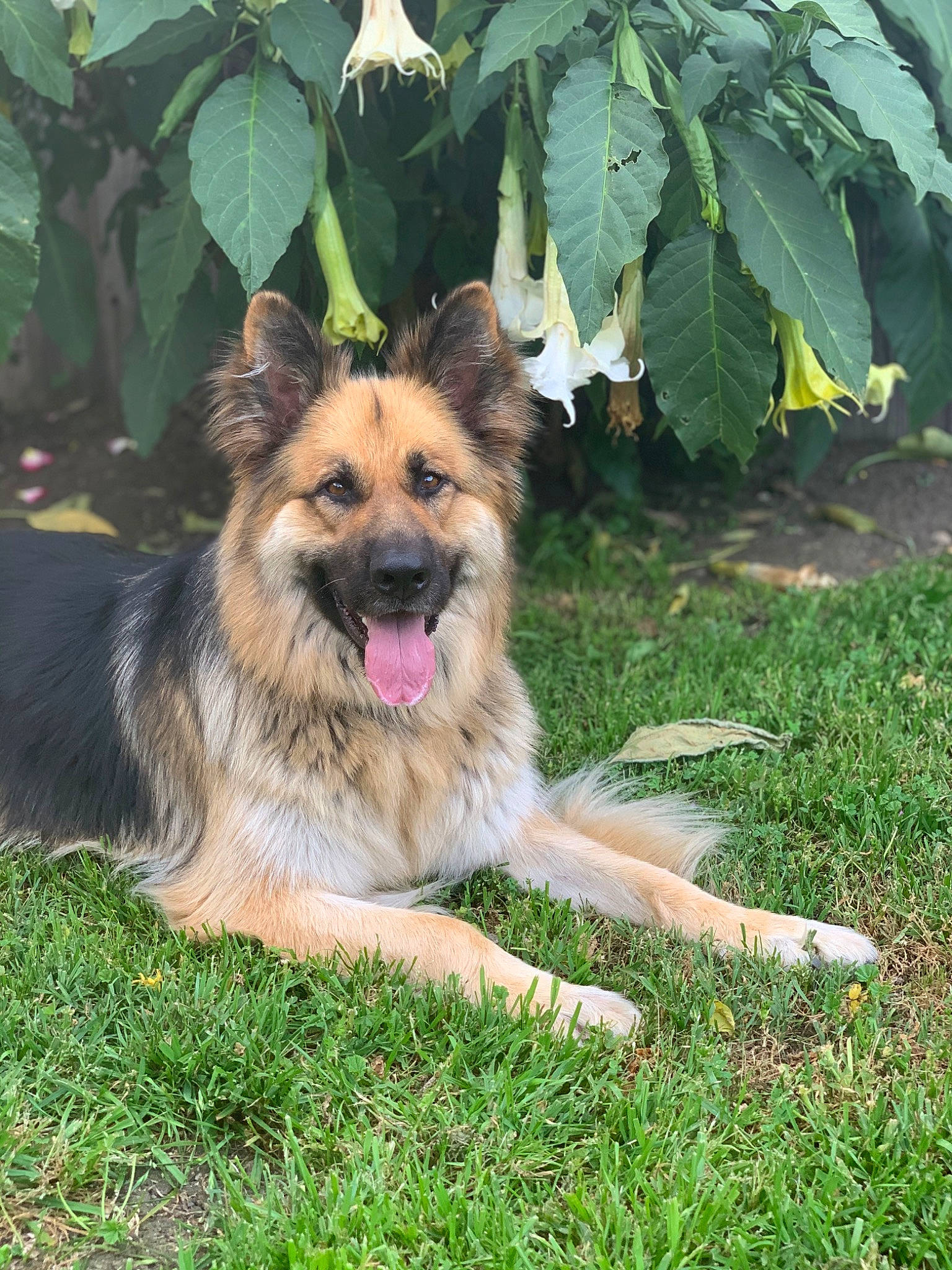Lucy is registered to the contest to win money with this photo: bohemian_shepherd, canidae, carnivore, companion_dog, dog, dog_breed, east_european_shepherd, german_shepherd_dog, grass, king_shepherd, kunming_wolfdog, mammal, old_german_shepherd_dog, plant, rare_breed_dog, shiloh_shepherd_dog, sporting_group, tervuren, vertebrate, working_dog
