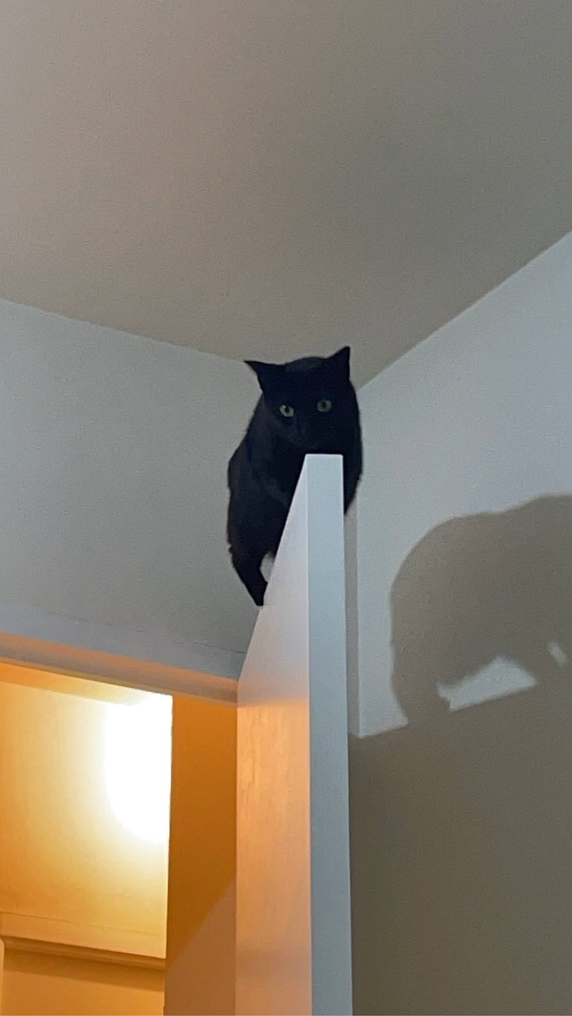 Raya participe au concours pour gagner de l'argent avec cette photo : black_cat, carnivore, cat, ceiling, felidae, flooring, formal_wear, grey, hardwood, light_fixture, plaster, room, shade, shadow, small_to_medium_sized_cats, stairs, tail, tints_and_shades, whiskers, wood