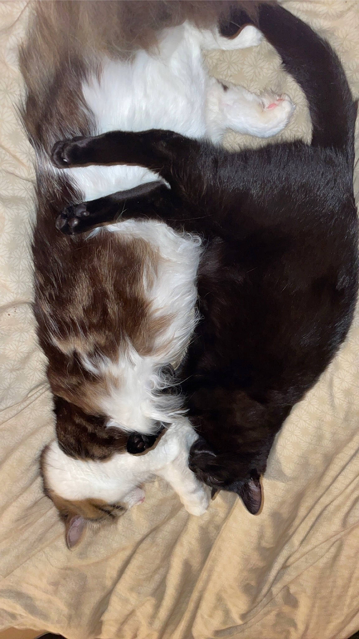 Raya a rejoint le concours — aidez-le/la à gagner de superbes lots ! art, canidae, carnivore, cat, claw, comfort, companion_dog, dog_breed, felidae, fur, liver, mammal, painting, paw, small_to_medium_sized_cats, snout, sporting_group, tail, whiskers, working_animal