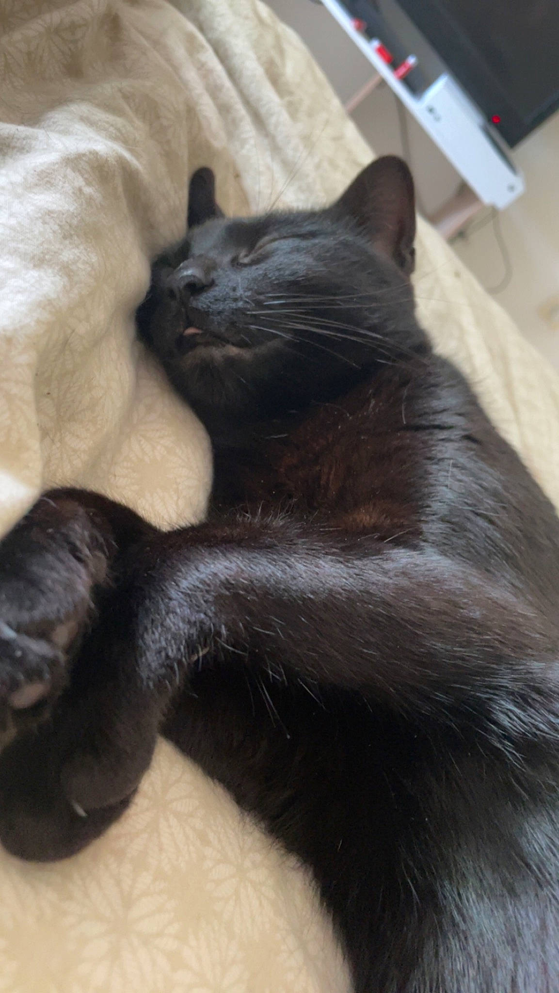 Raya participe au concours pour gagner de l'argent avec cette photo : black_cat, bombay, carnivore, cat, claw, comfort, domestic_short_haired_cat, felidae, fur, gesture, grey, paw, small_to_medium_sized_cats, snout, tail, terrestrial_animal, whiskers