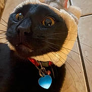 Pookie joined the competition — help win amazing prizes! animal, black_cat, cat, close_up, collar, cute, domestic_animal, face, feline, floor, fur, hat, heart_tag, indoor, looking_up, pet, portrait, tile_floor, whiskers, wide_eyes