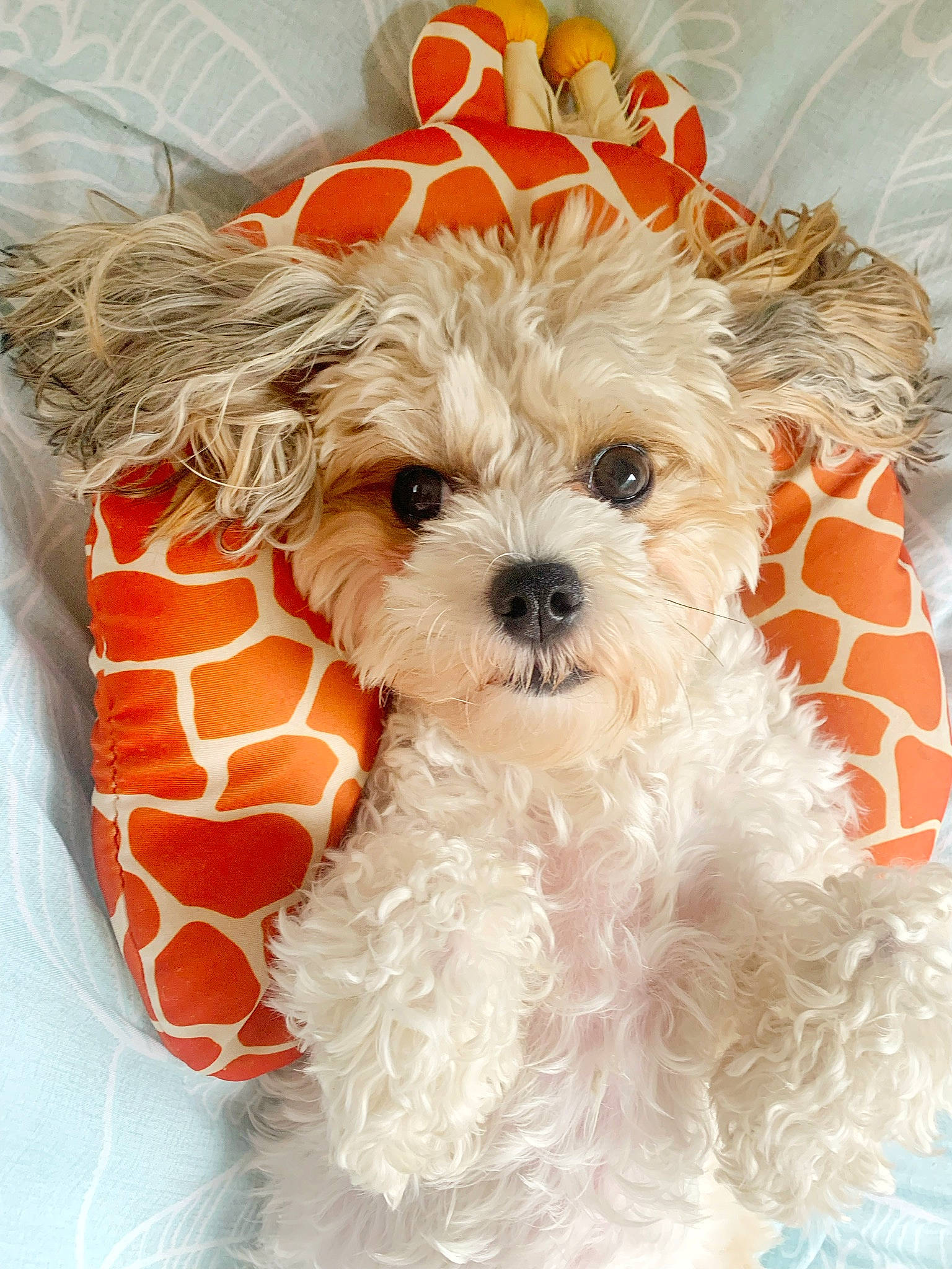 Jemima is registered to the contest to win money with this photo: canidae, carnivore, companion_dog, dog, dog_breed, dog_clothes, dog_collar, dog_supply, fashion_accessory, fawn, fur, snout, sporting_group, stuffed_toy, terrier, toy, toy_dog, vegetable, water_dog, working_animal