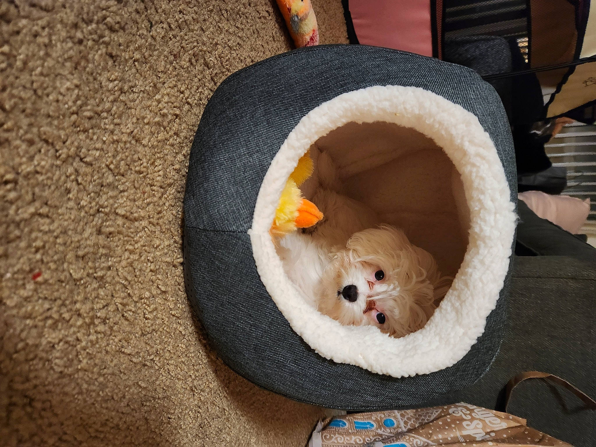 Pearl joined the competition — help win amazing prizes! automotive_tire, canidae, carnivore, cat_bed, cat_supply, comfort, companion_dog, dog_bed, dog_breed, felidae, fur, small_to_medium_sized_cats, snout, sporting_group, stuffed_toy, tire, toy, wheel, whiskers, wool