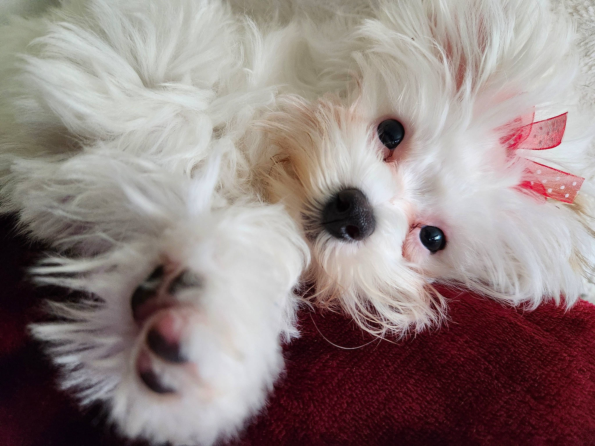 Pearl is registered to the contest to win money with this photo: ball, canidae, carnivore, companion_dog, dog, dog_breed, dog_supply, eye, fur, mal_shi, maltepoo, non_sporting_group, shih_poo, small_terrier, snout, sporting_group, terrier, toy_dog, whiskers, working_animal