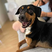 Karamel a rejoint le concours — aidez-le/la à gagner de superbes lots ! animal, black_and_tan, blurred_background, canine, couch, dog, ears, eyes, fur, furniture, happy, home, indoor, living_room, mouth_open, person, pet, relaxed, seated, smiling