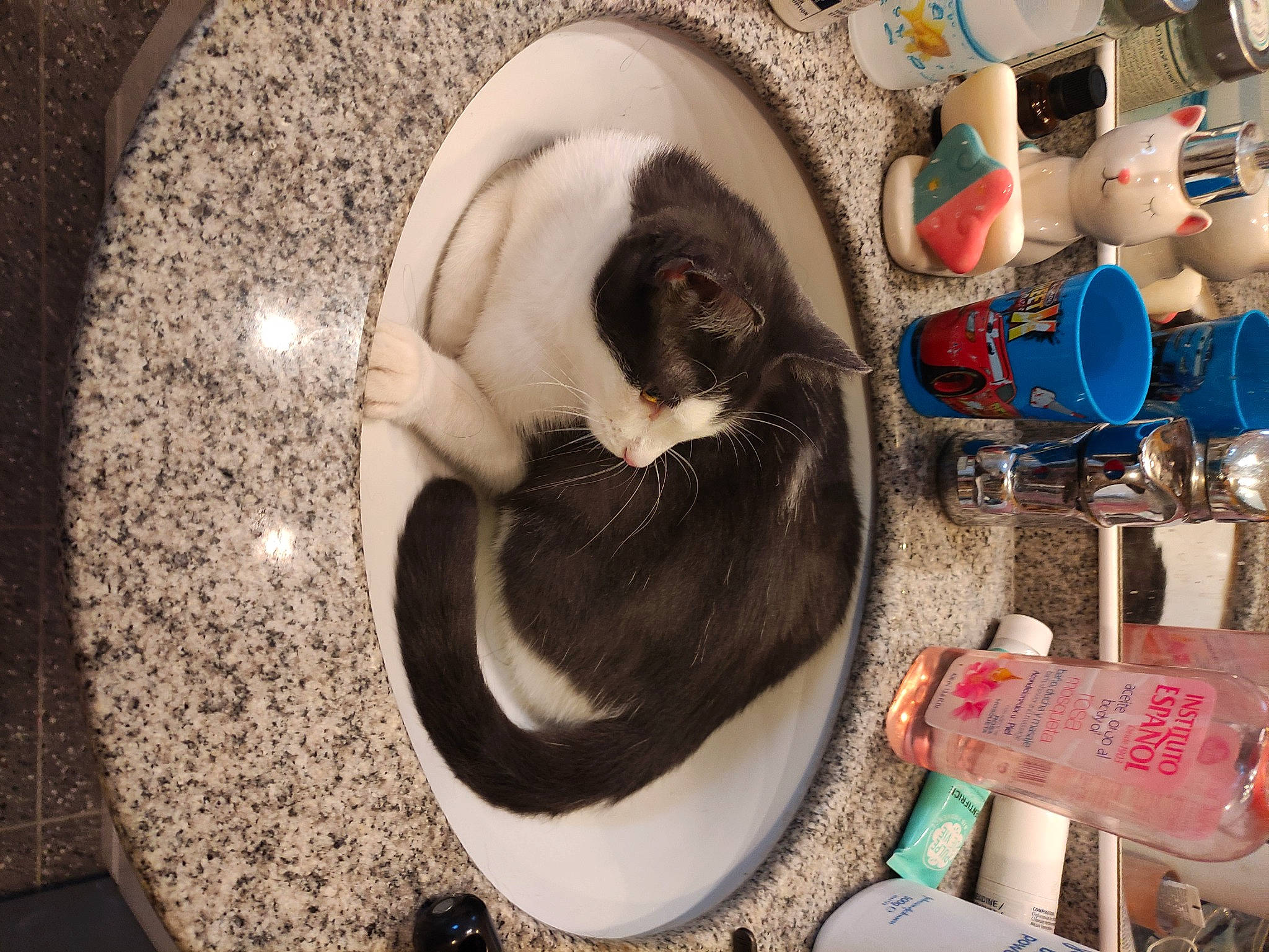 Eden participe au concours pour gagner de l'argent avec cette photo : canidae, carnivore, cat, cat_supply, comfort, companion_dog, dog_breed, felidae, fur, nap, pet_supply, room, small_to_medium_sized_cats, sporting_group, tail, whiskers