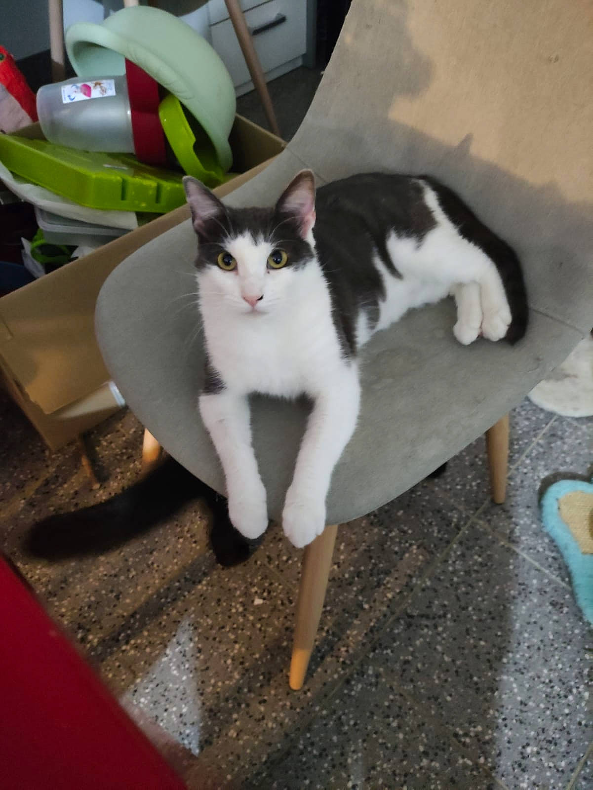 Eden participe au concours pour gagner de l'argent avec cette photo : automotive_lighting, carnivore, cat, chair, domestic_short_haired_cat, felidae, floor, flooring, fur, hardwood, houseplant, human_leg, paw, plant, small_to_medium_sized_cats, table, tail, vehicle, whiskers, wood