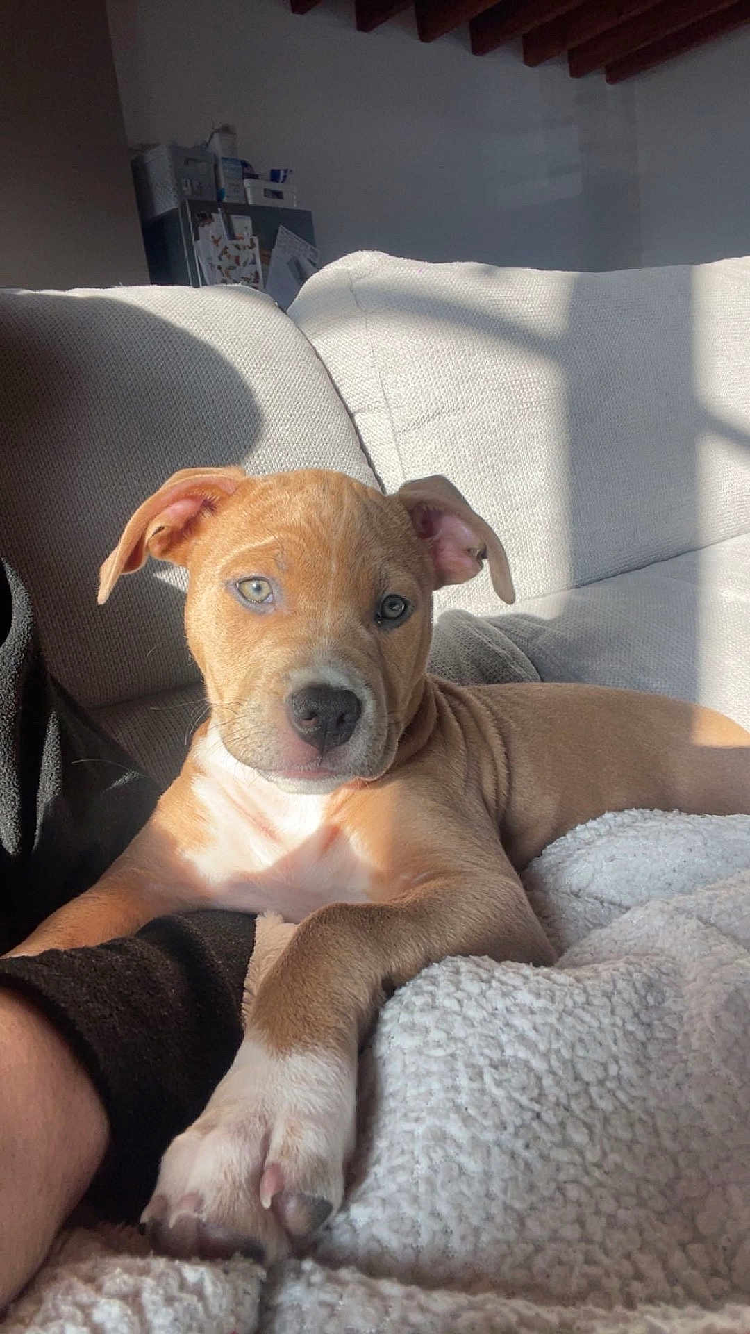 Athena a rejoint le concours — aidez-le/la à gagner de superbes lots ! puppy, dog, pet, couch, blanket, indoor, sunlight, relaxing, cozy, fur, paw, animal, canine, young, cute, home, comfort, resting, ear, snout