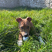 Athena a rejoint le concours — aidez-le/la à gagner de superbes lots ! puppy, dog, grass, ball, outdoor, playful, sunlight, greenery, pet, animal, young, nature, field, closeup, cheerful, mischievous, summer, daytime, fur, canine