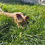 dog, grass, outdoor, sunlight, nature, animal, pet, greenery, stone_wall, curious, brown_fur, sunny_day, quiet, playful, ears, snout, field, summer, canine, backyard