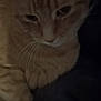 Simba is registered to the contest to win money with this photo: animal, cat, close_up, cute, dark_background, domestic_cat, face, feline, fur, indoor, mammal, orange_tabby, paw, pet, portrait, relaxed, sleepy, soft_light, whiskers