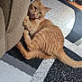Simba is registered to the contest to win money with this photo: animal, carpet, cat, couch, cozy, cute, feline, floor, fur, home, indoor, looking_up, orange_tabby, paws, pet, playful, resting, rug, tongue_out, whiskers