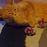 Simba is registered to the contest to win money with this photo: animal, cat, cozy, crinkly_toy, cute, domestic_cat, floor, fur, home, indoor, lying_down, orange_cat, paw, pet, relaxed, rug, sleepy, toy, warm_colors, whiskers