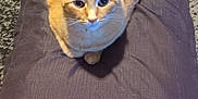 Simba joined the competition — help win amazing prizes! animal, carpet, cat, cushion, cute, domestic_animal, ears, feline, fur, indoor, looking_up, mammal, orange_cat, paws, pet, relaxed, resting, still_life, tabby, whiskers