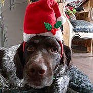 Nemo participe au concours pour gagner de l'argent avec cette photo : dog, pet, santa_hat, christmas, holiday, festive, brown_and_white, portrait, close_up, lying_down, fluffy_bed, indoor, home, chair, furniture, decorations, ribbon, television, cute, serious_expression
