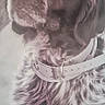 Nemo a rejoint le concours — aidez-le/la à gagner de superbes lots ! dog, portrait, long_hair, collar, white_collar, brown_fur, floppy_ears, speckled_fur, close_up, animal, pet, canine, serious_expression, soulful_eyes, indoor, vintage_style, monochrome, framed_image, vertical_photo, fur