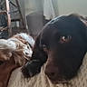 Nemo participe au concours pour gagner de l'argent avec cette photo : dogs, two_dogs, pets, animal, canine, brown_dog, black_dog, lying_down, sleepy, side_eye, portrait, close_up, blanket, couch, living_room, indoors, home, furniture, soft_texture, relaxed