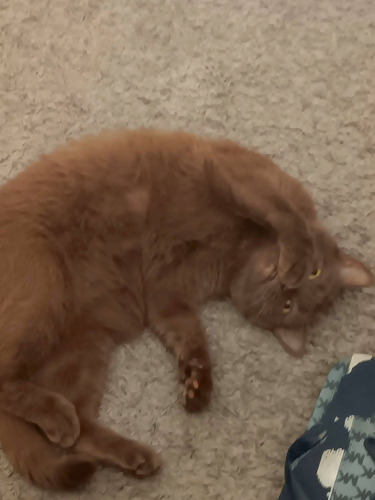 Pringles joined the competition — help win amazing prizes! brown, canidae, carnivore, cat, claw, comfort, dog_breed, domestic_short_haired_cat, fawn, felidae, flooring, fur, liver, nap, paw, small_to_medium_sized_cats, snout, tail, terrestrial_animal, whiskers