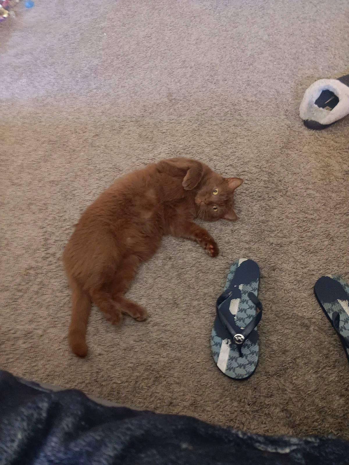 Pringles joined the competition — help win amazing prizes! asphalt, carnivore, cat, dog_breed, domestic_short_haired_cat, fawn, felidae, floor, flooring, foot, football, human_leg, paw, road_surface, sand, shadow, small_to_medium_sized_cats, sports_equipment, tail, whiskers