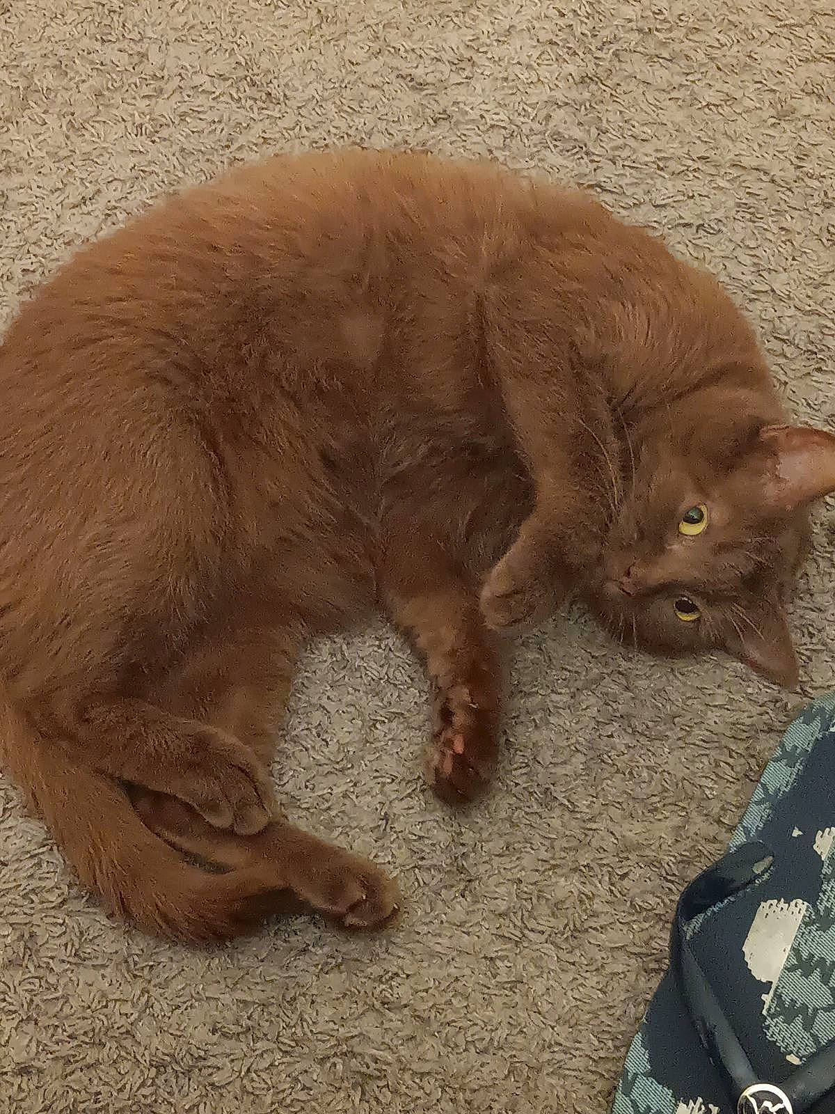 Pringles is registered to the contest to win money with this photo: black_cat, canidae, carnivore, cat, claw, dog_breed, domestic_short_haired_cat, fawn, felidae, fur, liver, paw, small_to_medium_sized_cats, snout, tail, terrestrial_animal, whiskers, wildlife