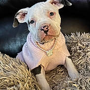 Mable joined the competition — help win amazing prizes! puppy, dog, pet, cute, pink_sweater, pearl_necklace, blanket, fluffy, fur, leather_sofa, indoor, portrait, animal, young, adorable, fashion, cozy, sitting, closeup, domestic_animal