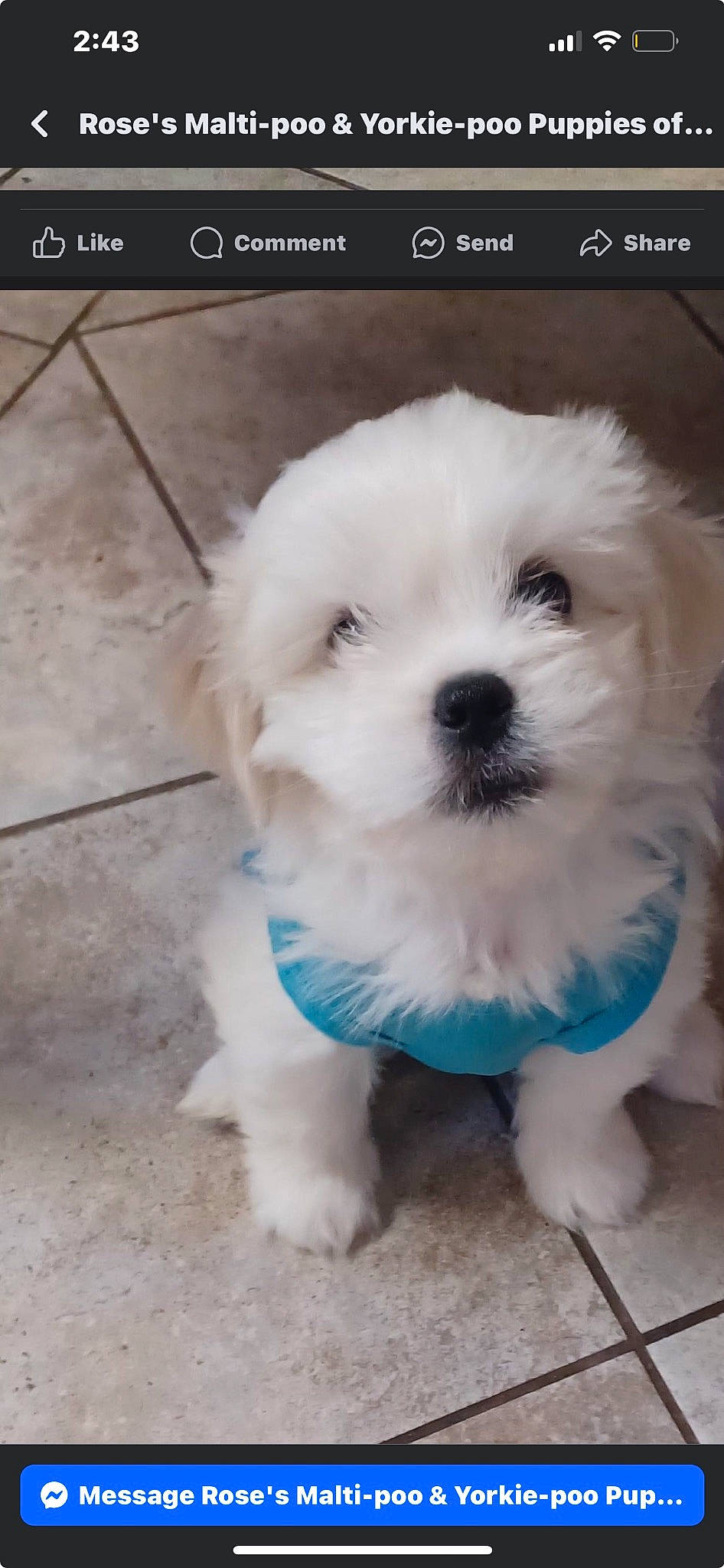 Coconut is registered to the contest to win money with this photo: canidae, carnivore, collar, companion_dog, dog, dog_breed, dog_collar, dog_supply, font, fur, maltepoo, non_sporting_group, puppy, snout, sporting_group, toy_dog, water_dog, whiskers, working_animal