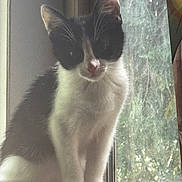 Goobie is registered to the contest to win money with this photo: cat, kitten, black_and_white, window, glass, sitting, pet, animal, indoor, curious, feline, natural_light, fur, whiskers, ears, face, young, looking, cozy, soft_light