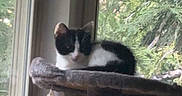 Goobie joined the competition — help win amazing prizes! cat, kitten, black_and_white, cat_tree, window, indoor, pet, animal, feline, resting, greenery, nature, daylight, houseplant, cozy, domestic, small_animal, fur, cute, relaxing