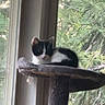 cat, kitten, black_and_white, cat_tree, window, indoor, pet, animal, feline, resting, greenery, nature, daylight, houseplant, cozy, domestic, small_animal, fur, cute, relaxing