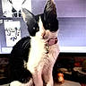 Goobie joined the competition — help win amazing prizes! cat, black_and_white, pet, collar, bell, indoor, computer_screen, technology, chat_interface, video_call, desk, cute, animal, whiskers, fur, sitting, curious, close_up, monitor, toy