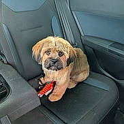 Baïko a rejoint le concours — aidez-le/la à gagner de superbes lots ! dog, puppy, pet, car, car_interior, back_seat, seat, chew_toy, red_toy, fluffy, tan_fur, black_muzzle, portrait, sitting, looking_at_camera, indoors, travel, vehicle, cute, animal