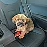 dog, puppy, pet, car, car_interior, back_seat, seat, chew_toy, red_toy, fluffy, tan_fur, black_muzzle, portrait, sitting, looking_at_camera, indoors, travel, vehicle, cute, animal
