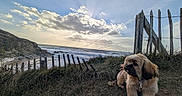 Baïko a rejoint le concours — aidez-le/la à gagner de superbes lots ! dog, pet, fluffy, long_hair, brown, black, sitting, outdoors, coast, ocean, sea, waves, cliffs, beach, grass, fence, wood, sunset, clouds, landscape