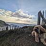 dog, pet, fluffy, long_hair, brown, black, sitting, outdoors, coast, ocean, sea, waves, cliffs, beach, grass, fence, wood, sunset, clouds, landscape