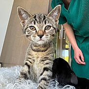 Princess Diana joined the competition — help win amazing prizes! cat, kitten, tabby, black_cat, pet, animal, fur, whiskers, ears, eyes, sitting, portrait, close_up, indoor, blanket, furry, striped, person, green_clothing, home