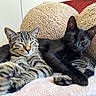 Princess Diana is registered to the contest to win money with this photo: cats, kitten, tabby_cat, black_cat, sleeping, lounging, relaxed, cozy, blanket, cushion, indoor, pet, feline, whiskers, ears, paws, striped_fur, black_fur, close_up, portrait