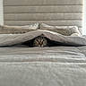 Princess Diana joined the competition — help win amazing prizes! cat, tabby_cat, pet, animal, feline, face, eyes, whiskers, indoors, bed, bedroom, blanket, duvet, pillows, bedding, cozy, hiding, peeking, portrait, home