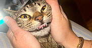 Princess Diana is registered to the contest to win money with this photo: cat, tabby_cat, pet, animal, feline, close_up, portrait, whiskers, yellow_eyes, open_mouth, teeth, ears, fur, hands, human, cuddling, indoor, bed, striped_blanket, warm_lighting