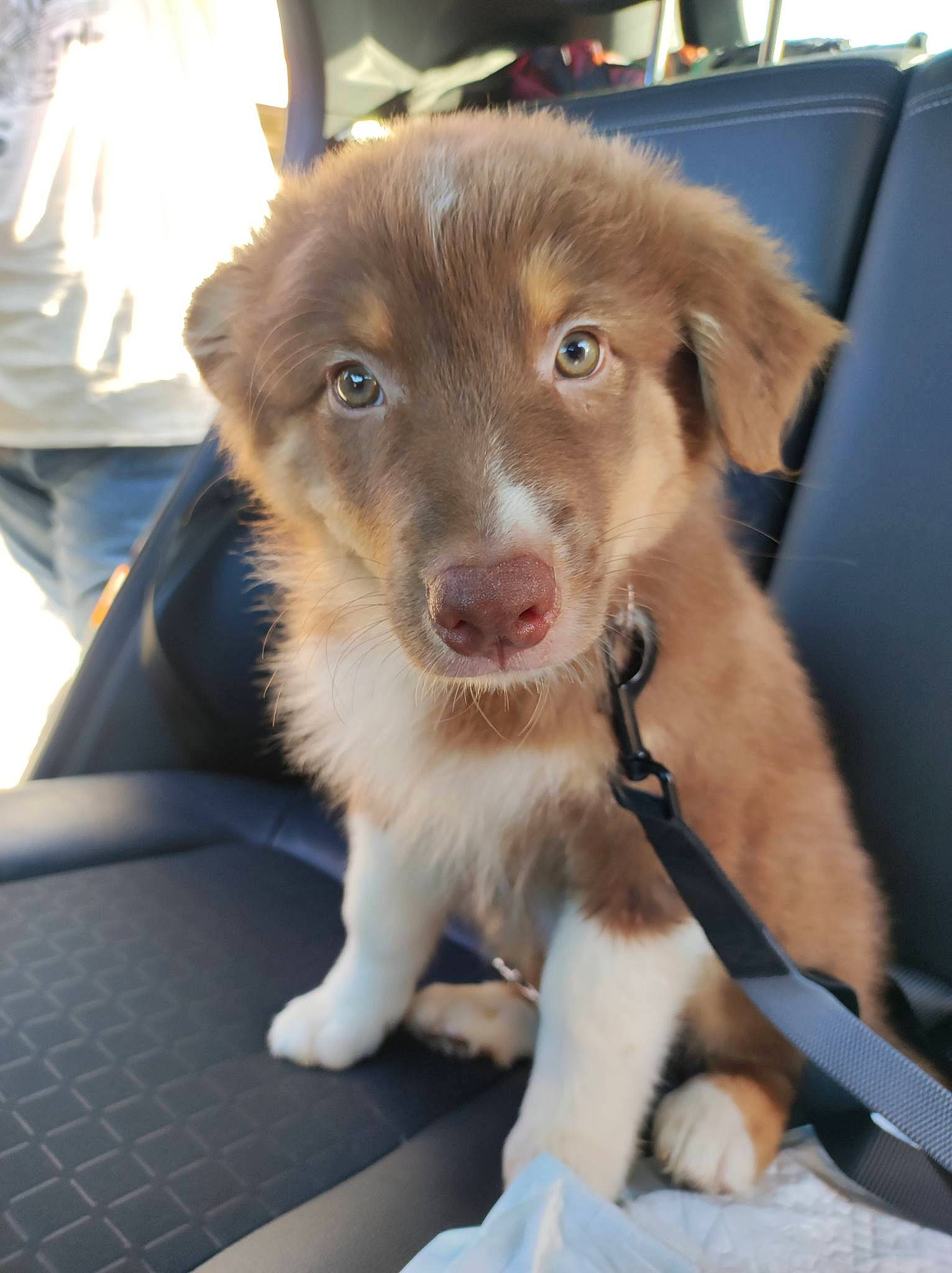 Ulysse a rejoint le concours — aidez-le/la à gagner de superbes lots ! border_collie, carnivore, collar, companion_dog, dog, dog_breed, dog_collar, fur, liver, paw, snout, sporting_group, whiskers, working_animal, working_dog