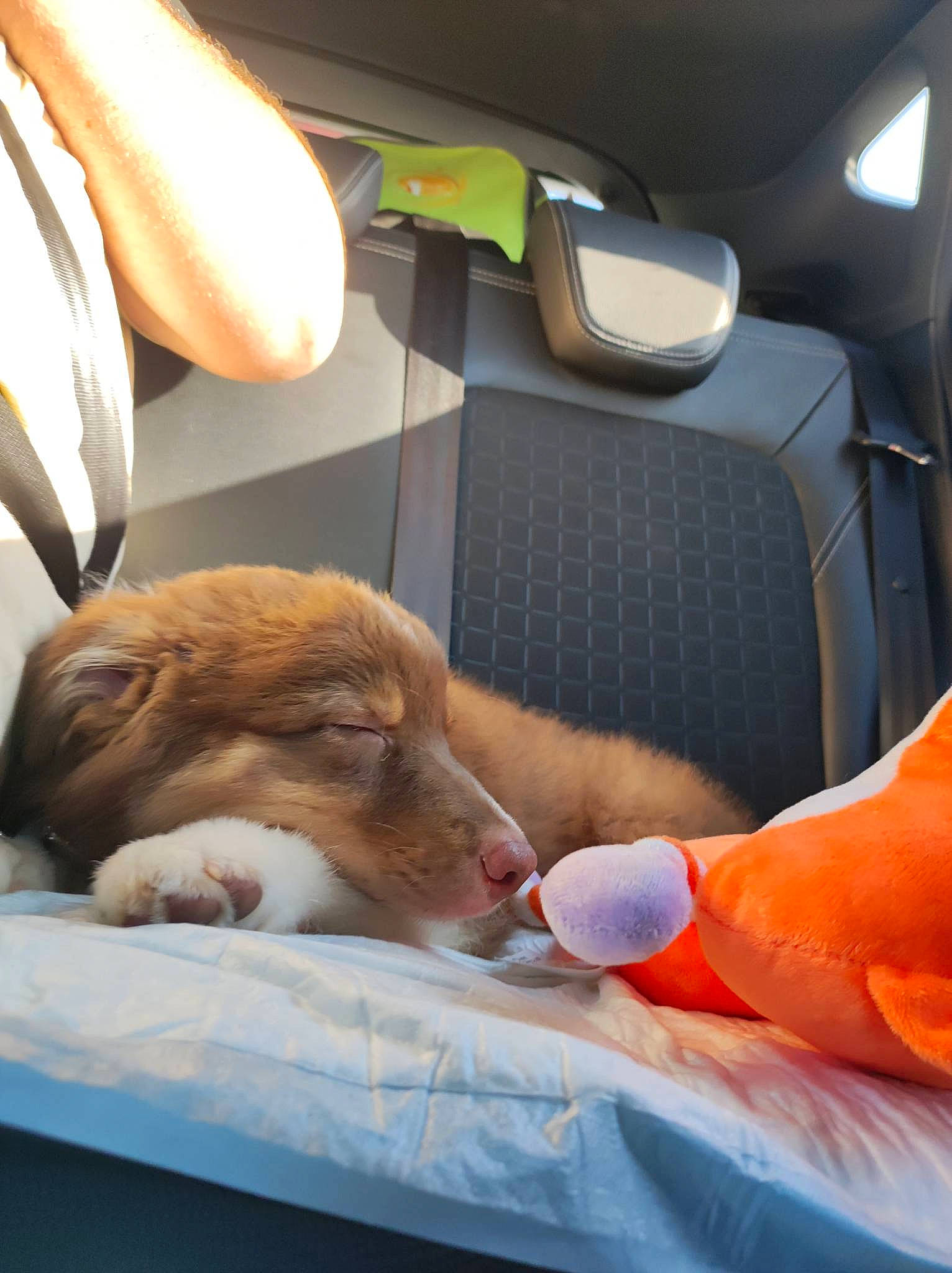 Ulysse a rejoint le concours — aidez-le/la à gagner de superbes lots ! auto_part, car_seat, car_seat_cover, carnivore, comfort, companion_dog, dog, dog_breed, family_car, head_restraint, health_care, human_leg, knee, medical, medical_equipment, room, seat_belt, service, vehicle, vehicle_door