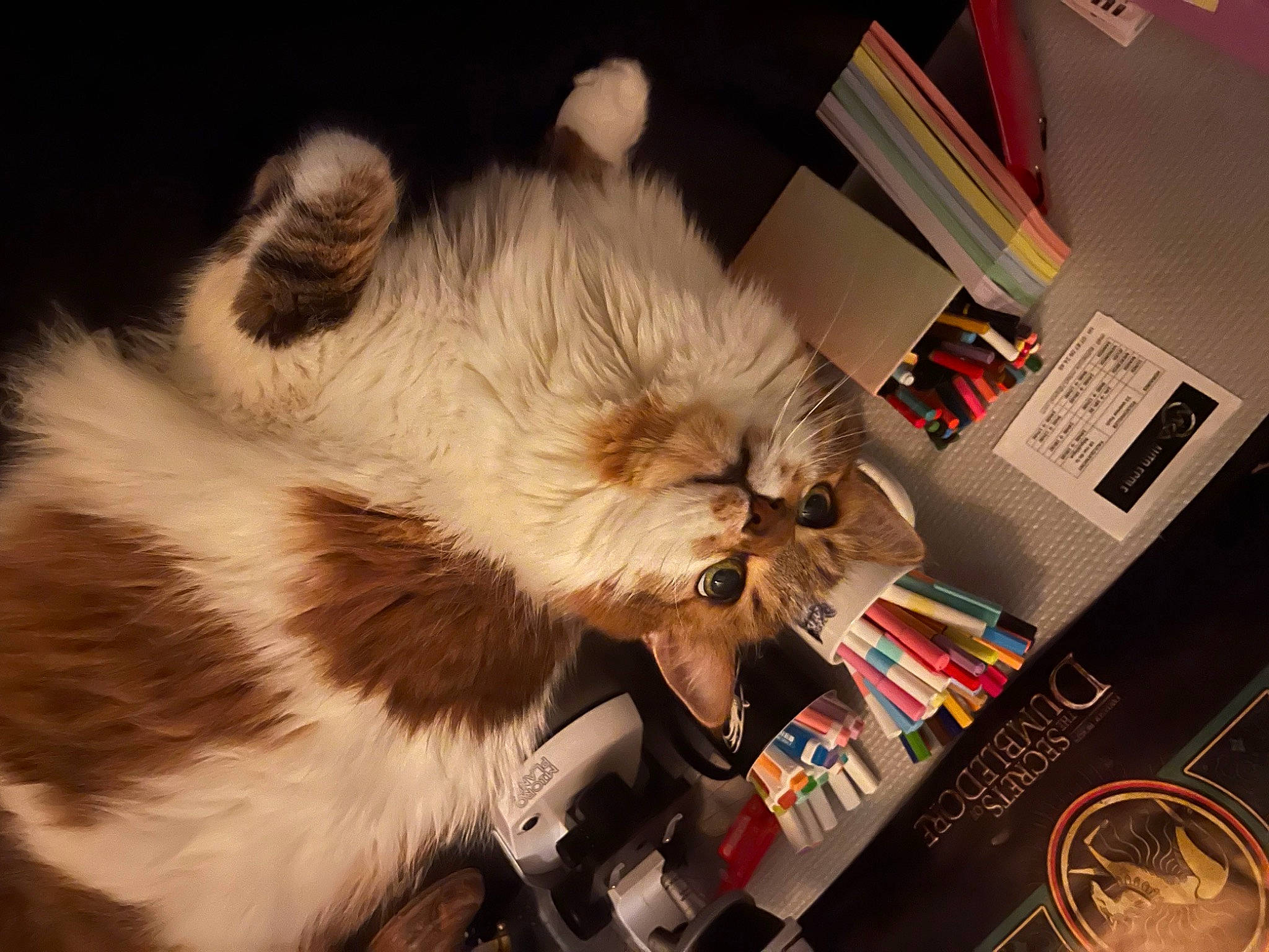 Ava a rejoint le concours — aidez-le/la à gagner de superbes lots ! box, canidae, carnivore, cat, claw, companion_dog, computer_keyboard, dog_breed, eyewear, fawn, felidae, fur, paw, publication, small_to_medium_sized_cats, snout, sporting_group, tail, toy, whiskers