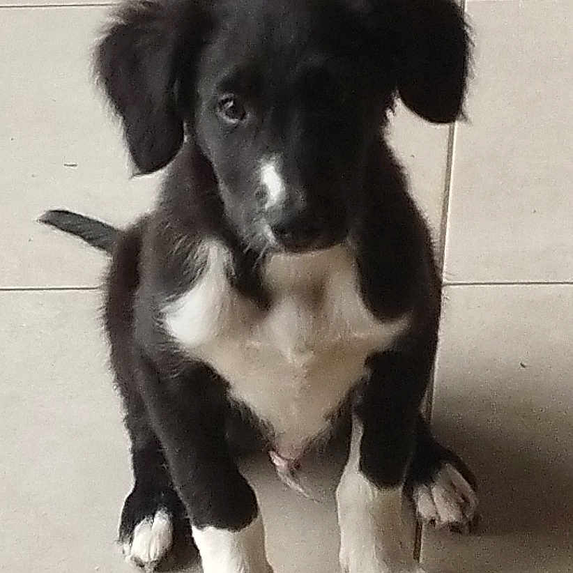 Sayan participe au concours pour gagner de l'argent avec cette photo : accessories, animal, ball, beagle, canine, cockerspaniel, collie, dog, goldenretriever, hound, husky, labradorretriever, pet, puppy, snout, sport, strap, tennis, tennisball, tile