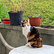 Violette participe au concours pour gagner de l'argent avec cette photo : cat, calico_cat, table, outdoor, plant_pot, grass, garden, pet, animal, feline, nature, greenery, sitting, white_table, calm, domestic_animal, leafy, background, fur, cute