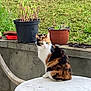 cat, calico_cat, table, outdoor, plant_pot, grass, garden, pet, animal, feline, nature, greenery, sitting, white_table, calm, domestic_animal, leafy, background, fur, cute