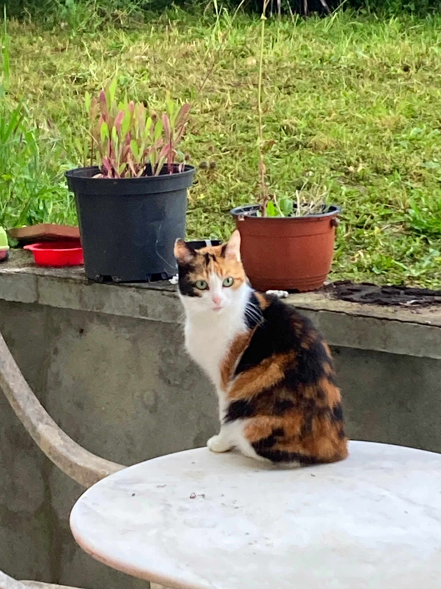 Violette participe au concours pour gagner de l'argent avec cette photo : cat, calico_cat, table, outdoor, plant_pot, grass, garden, pet, animal, feline, nature, greenery, sitting, white_table, calm, domestic_animal, leafy, background, fur, cute