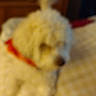 Milo is registered to the contest to win money with this photo: dog, small_dog, white_dog, fluffy, curly_fur, red_collar, pet, canine, animal, sleepy, lying_down, bed, bedroom, indoors, home, portrait, blurred, low_light, cozy, relaxed