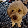 Milo is registered to the contest to win money with this photo: dog, puppy, fluffy, cream_colored, pet, animal, face, eyes, nose, portrait, indoors, bedroom, bed, plaid_bedding, pillows, blanket, remote_control, cozy, home, close_up