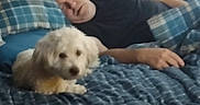 Milo joined the competition — help win amazing prizes! dog, puppy, fluffy, white_dog, pet, animal, indoors, bed, blanket, plaid, blue, person, hand, cuddling, cozy, portrait, sitting, lying_down, home, photography