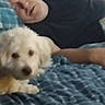 dog, puppy, fluffy, white_dog, pet, animal, indoors, bed, blanket, plaid, blue, person, hand, cuddling, cozy, portrait, sitting, lying_down, home, photography