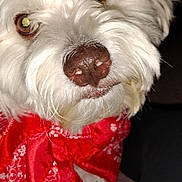 Milo joined the competition — help win amazing prizes! dog, white_dog, fluffy, long_hair, pet, canine, portrait, close_up, red_bandana, paisley, brown_nose, brown_eyes, looking_at_camera, indoor, flash_photography, black_background, seated, fur, cute, companion_animal
